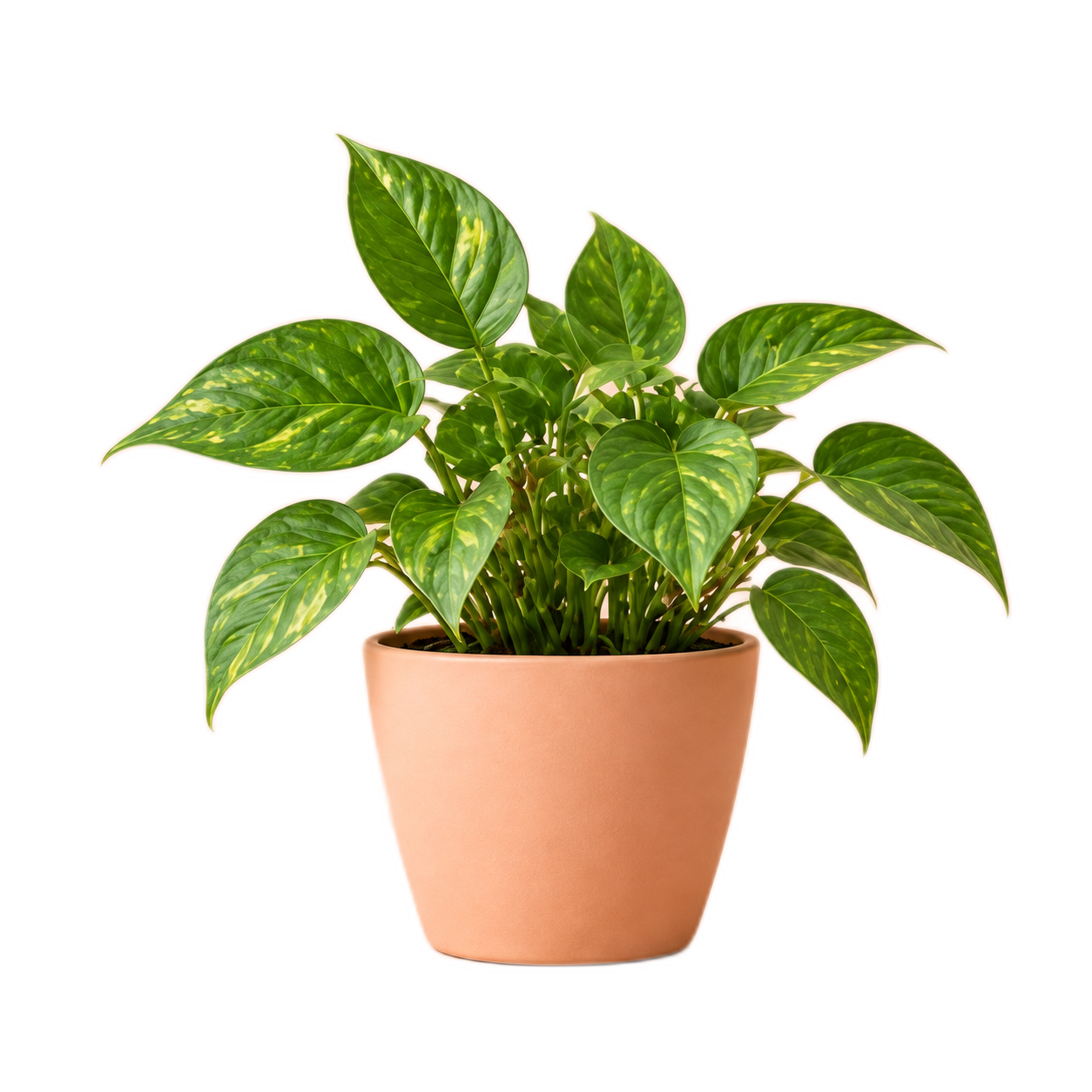 Potted green plant with its background removed